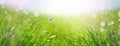 Fresh green grass and butterfly against blue sky and sun beams. Abstract spring background Royalty Free Stock Photo