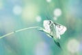 Fresh green grass and butterfly in morning cool haze. Abstract spring background Royalty Free Stock Photo