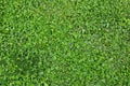 Grass and clover green background Royalty Free Stock Photo
