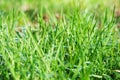 Fresh green grass in a clearing with water drops on a summer sunny day. Natural wallpaper concept close up with blur Royalty Free Stock Photo