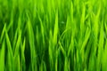 Lush young green grass shot with shallow depth of field