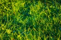 Fresh green grass close-up on the lawn. Summer. Bright Sun. Juicy colors Royalty Free Stock Photo