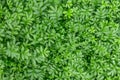 Fresh green grass close-up outdoor. natural background texture or pattern with copy space Royalty Free Stock Photo