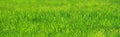 Fresh green grass close-up in spring meadow on a sunny day Royalty Free Stock Photo