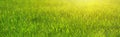 Fresh green grass close-up in spring meadow on a sunny day. Horizontal banner Royalty Free Stock Photo