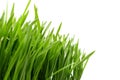 Fresh green grass close-up on white, preparation for a flyer or spring theme. Place for text, copy space