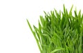 Fresh green grass close-up on white, preparation for a flyer or spring theme. Place for text, copy space