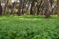 fresh green grass and clover plants growing on forest floor Royalty Free Stock Photo