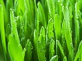 Fresh green grass covered with dewdrops.