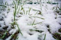 Fresh green grass covered in first snow