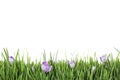 Fresh green grass and crocus flowers on white background. Spring season Royalty Free Stock Photo