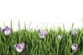 Fresh green grass and crocus flowers on background. Spring season Royalty Free Stock Photo