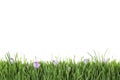 Fresh green grass and crocus flowers on background. Spring season Royalty Free Stock Photo