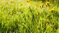 Fresh green grass and dandelions with drops of dew