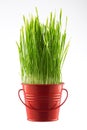 Fresh Green grass in decorative pot isolated on white Royalty Free Stock Photo