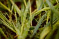 Fresh green close up macro with drew drops details