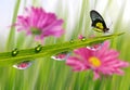 Fresh green grass with dew drops and butterfly Royalty Free Stock Photo