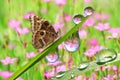 Fresh green grass with dew drops and butterfly Royalty Free Stock Photo