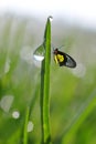 Fresh green grass with dew drops and butterfly. Royalty Free Stock Photo