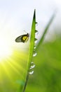 Fresh green grass with dew drops and butterfly. Royalty Free Stock Photo