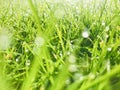 Green grass with dew drops. Close up. Royalty Free Stock Photo