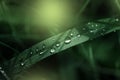 Fresh green grass with dew drops close up. Green grass background. Drop of dew in morning on leaf Royalty Free Stock Photo