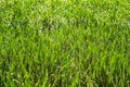 Fresh green grass with dew drops close up. Nature Background. Royalty Free Stock Photo