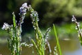 Fresh green grass with dew drops close up. Water driops on the fresh grass after rain. Light morning dew on the green grass Royalty Free Stock Photo
