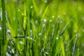 Fresh green grass with dew drops close up. Water driops on the fresh grass after rain. Light morning dew on the green grass Royalty Free Stock Photo