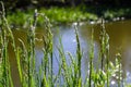 Fresh green grass with dew drops close up. Water driops on the fresh grass after rain. Light morning dew on the green grass Royalty Free Stock Photo