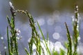 Fresh green grass with dew drops close up. Water driops on the fresh grass after rain. Light morning dew on the green grass Royalty Free Stock Photo