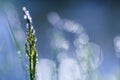 Fresh green grass with dew drops close up. Water drips on the fresh grass after rain. Light morning dew on the green grass Royalty Free Stock Photo