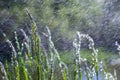 Fresh green grass with dew drops close up. Water drips on the fresh grass after rain. Light morning dew on the green grass Royalty Free Stock Photo