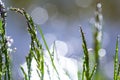 Fresh green grass with dew drops close up. Water drips on the fresh grass after rain. Light morning dew on the green grass Royalty Free Stock Photo