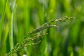 Fresh green grass with dew drops close up. Water drips on the fresh grass after rain. Light morning dew on the green grass Royalty Free Stock Photo