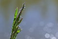 Fresh green grass with dew drops close up. Water drips on the fresh grass after rain. Light morning dew on the green grass Royalty Free Stock Photo