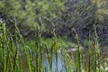 Fresh green grass with dew drops close up. Water drips on the fresh grass after rain. Light morning dew on the green grass Royalty Free Stock Photo