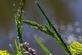 Fresh green grass with dew drops close up. Water drips on the fresh grass after rain. Light morning dew on the green grass Royalty Free Stock Photo