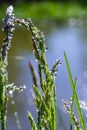 Fresh green grass with dew drops close up. Water drips on the fresh grass after rain. Light morning dew on the green grass Royalty Free Stock Photo