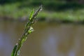 Fresh green grass with dew drops close up. Water drips on the fresh grass after rain. Light morning dew on the green grass Royalty Free Stock Photo