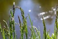 Fresh green grass with dew drops close up. Water drips on the fresh grass after rain. Light morning dew on the green grass Royalty Free Stock Photo