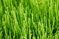 Fresh green grass with dew drops closeup. Royalty Free Stock Photo