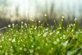 Fresh green grass with dew drops closeup. Royalty Free Stock Photo