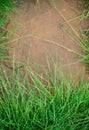 Fresh green grass with dew drops closeup. Nature Background Royalty Free Stock Photo