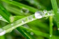 Fresh green grass with dew drops closeup. Nature Background. Royalty Free Stock Photo