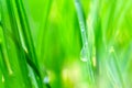 Fresh green grass with dew drops closeup. Nature Background. Royalty Free Stock Photo