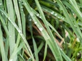 Fresh green grass with dew drops closeup Royalty Free Stock Photo