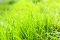 Fresh green grass with dew drops closeup. Soft Focus. Green wet grass with dew on a blades Royalty Free Stock Photo