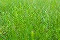 Fresh green grass with dew drops closeup. Soft Focus. Green wet grass with dew on a blades Royalty Free Stock Photo