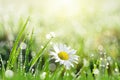 Fresh green grass with dew drops and daisy on meadow closeup. Royalty Free Stock Photo